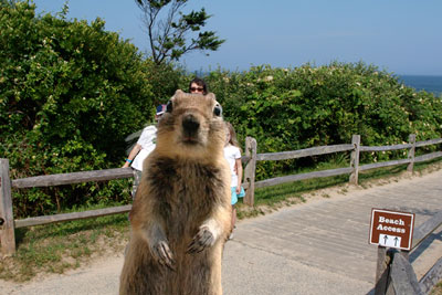 squirrel-beachroad